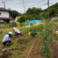 長竹で