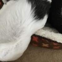 不思議な寝方