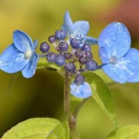 鉢植えのヤマアジサイ　a、天の川