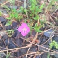 にこパパの思い出貯金「あっ！！きれい」ときめく瞬間を残してみよう。草花編