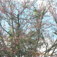 ハワイの桜？を探訪