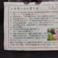 二千年ハスの種