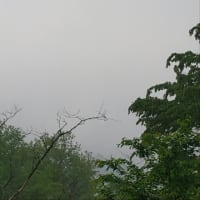 今朝の朝日🌅は霧🌫で、