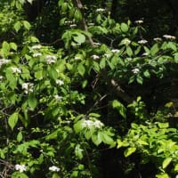 コバノガマズミ　白い散形花序