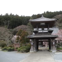 ～小川町・西光寺の枝垂桜とカタクリの花が見頃～