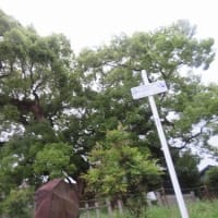 間一髪でセーフ！だった早朝散歩