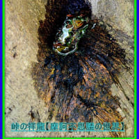 🐉🌈〖山桃〗樹木に可愛い【✨妖精✨】出現❢❢