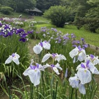 明治神宮の菖蒲園