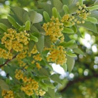 菩提樹