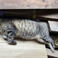 半野良猫「ちゃっぺん」の近況　vol.８１