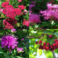 - ６月の植物たち -