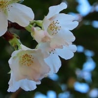 種子島の旅⑥