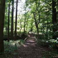 都立の『神代植物公園』、『春のバラフェスタ 』を私は鑑賞して・・。