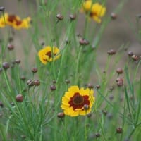 六月の花散歩