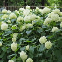 はなさき公園「紫陽花とメタセコイア」