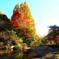 紅葉散策～金沢自然公園