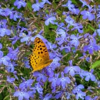 庭のウグイス＆花と蝶