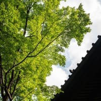 比企谷逍遥【妙本寺】数日後には二十四節気も穀雨から立夏へ