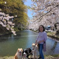 弘前城公園桜満開
