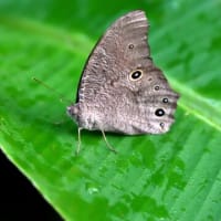 【蝶-228】ウスイロコノマチョウ