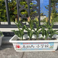 萬代橋チューリップフェスティバル2