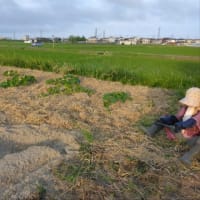 胡瓜の定植　インゲン豆播種
