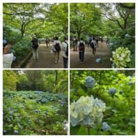 紫陽花散策　植物園