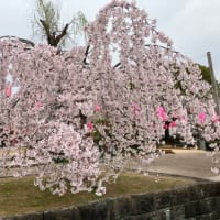 お花見