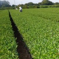 　野菜収穫ズッキーニ・キュウリ・ナス・インゲン　お茶畑手伝い