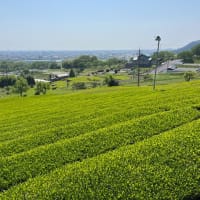 春の風景・・・池田山（大垣）
