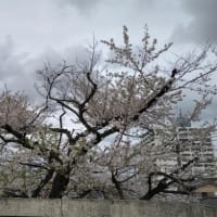 曇天の一本桜