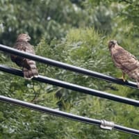 お写んぽ＊７月・夏の歌〜④