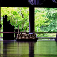 紫陽花とシーボルト-奈良県桜井市：長谷寺