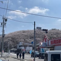 ３年越しで満開の枝垂れ桜に会う