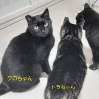 ニャンコの歓迎？