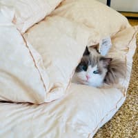 はる君サンド