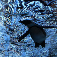 京都水族館5
