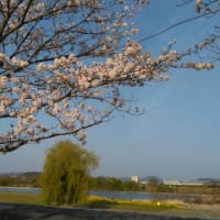 揖保川の桜並木