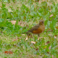 農業公園のアカハラ ・・・ 4月16日