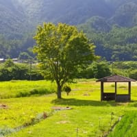 朝方は涼しいですが・・・