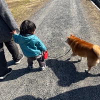 我が家のアイドル柴犬夢、本日永眠………