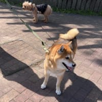 5月４日　豆太君とくーちゃんとななちゃんとヴェラックファミリーのインスタのストーリーズ