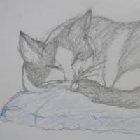 ハチワレ(=^・^=)　ソラ