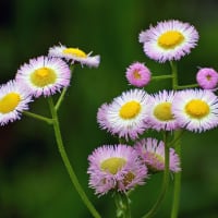 傍らの小さな花
