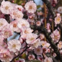 和泉リサイクル環境公園の梅と水仙（２０２５年３月８日）静止画