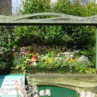 春らんまん、街角の花々