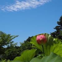 大船フラワーセンター６月の花散歩