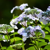 森の闇に浮かぶ紫陽花。