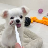 チワワちゃん、お引越しします…。。
