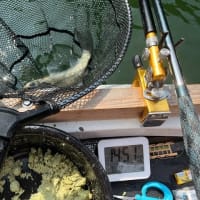 間瀬湖 へら釣り 2025 7 8 実釣84枚！長めのちょうちん両🍡っ超楽しくW7回補もちから突き刺さる引きを堪能^^ 閉演が16時だとは知らんかったw